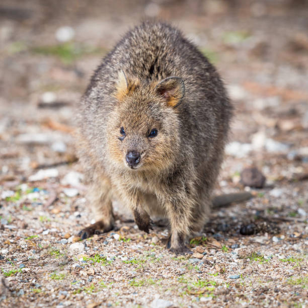 istock Quokka on Rottnest Island 823335572