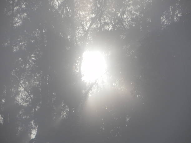 istock Sun rising through trees and haze 823335620