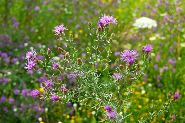 istock Centaurea scabiosa or greater knapweed for traditional herbal healing. 823335666