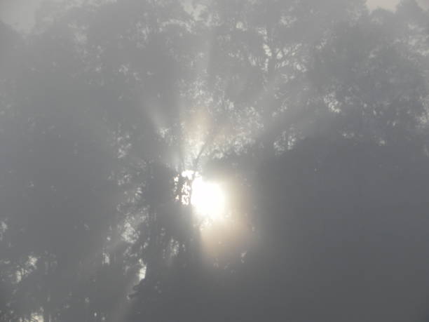 istock Sun rising through trees and haze 823335724