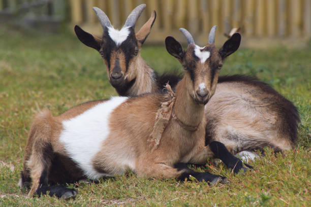 istock Two goats have rest on green meadow - russian village 823339456
