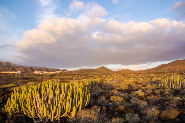 istock Cactus Desert Sunset in Tenerife Canary Island 823339576