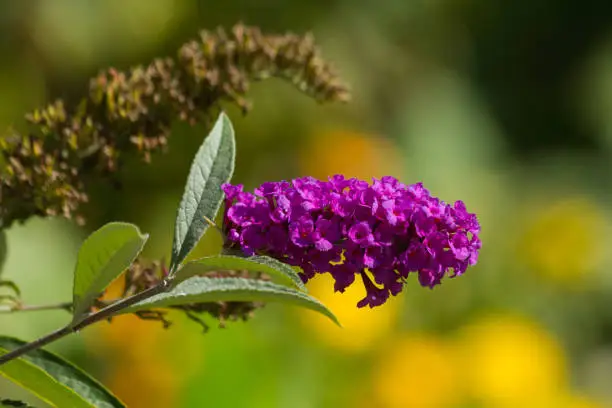 Flower in bush Buddleja davidii purple pink with unfocused background -