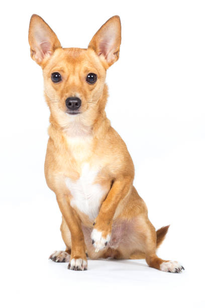 istock Chihuahua dog sits begging with raised paw 823340072