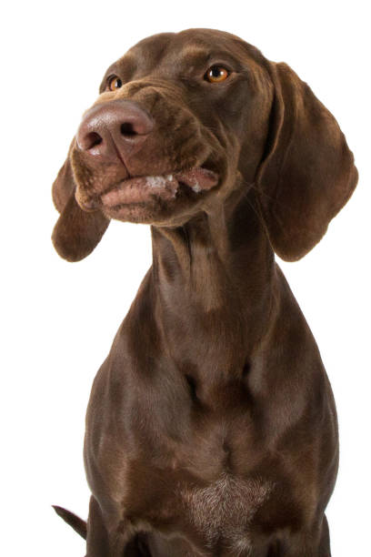 istock Dog mongrel brown catches funny treat and grins 823340090