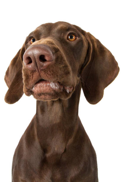 istock Dog mongrel brown looks goofy frontal 823340126