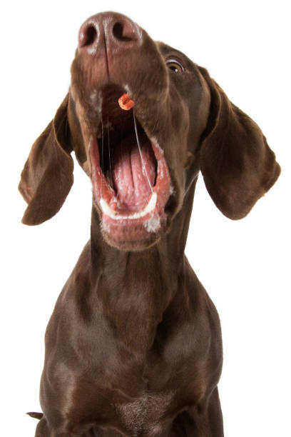 istock Dog mongrel brown catches excited treats 823340132