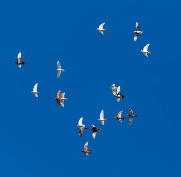 istock A flock of pigeons on a blue sky 823344428