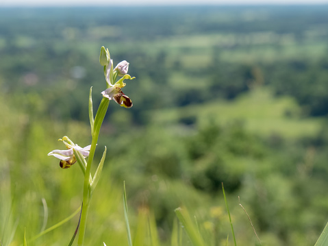Bee Orchid (Ophrys apifera) on the North downs hills hillside, Surrey, England
