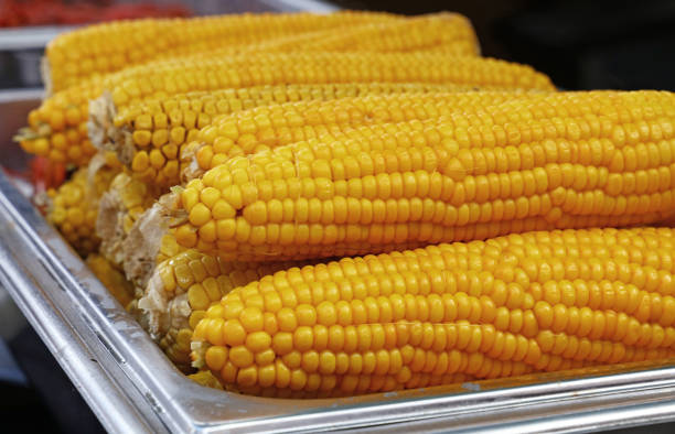 삶은 노란 옥수수 cobs 가까이 - corn on the cob corn cooked boiled 뉴스 사진 이미지