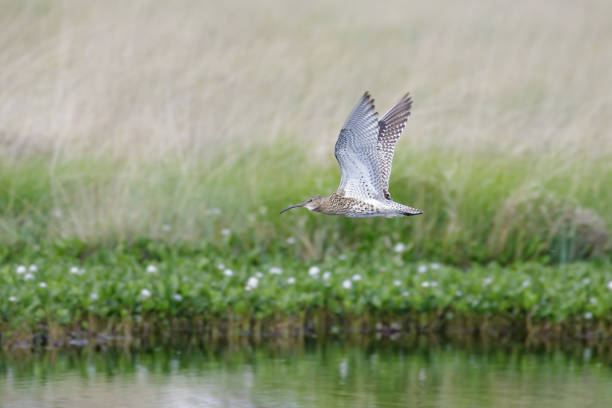 istock Eurasian Curlew wader (Numenius arquata) flying, in flight low over pond bog with cotton grass behind 823345366