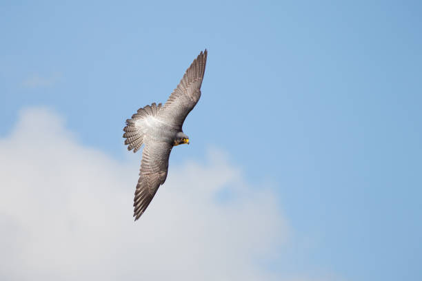 vista superior de la banca de halcón peregrino (falco peregrinus) volando sobre cielo azul nublado - lanzarse al suelo fotografías e imágenes de stock