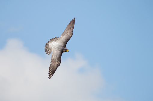 Top view of Peregrine falcon (Falco peregrinus) banking flying against blue cloudy sky