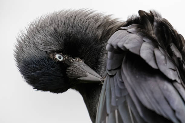 istock Close-up portrait of a preening Jackdaw (Corvus monedula) on white background 823347824