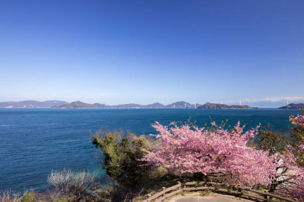 istock Kurushima Strait and Kawazu Sakura (Imabari-shi Oku-Hama Beach Park) 823352728