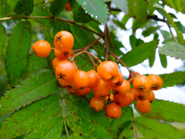 istock Ripening Rowan berries grow in clusters on tree 823352754