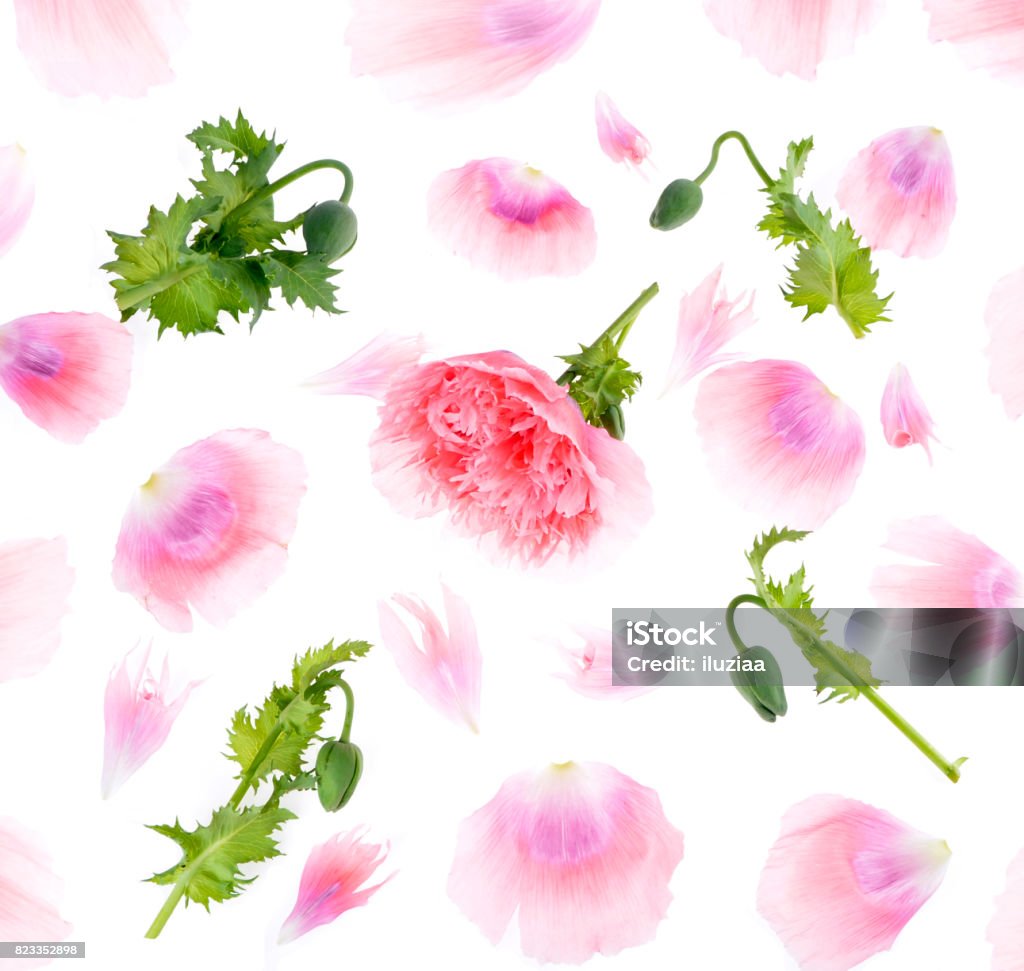 Pink peony flower Pink peony flower background texture isolated on white background Bulgaria Stock Photo
