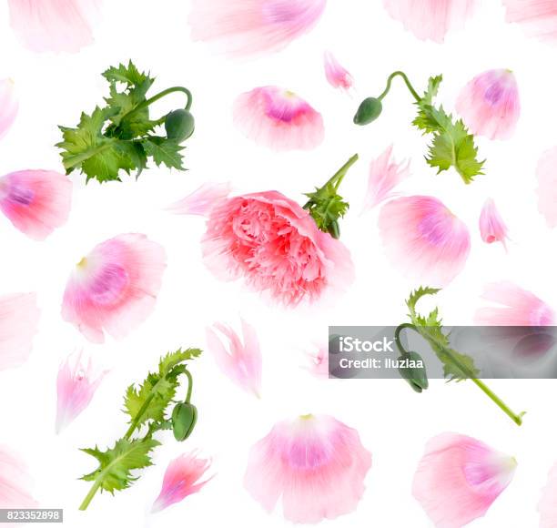 Pink Peony Flower Stock Photo - Download Image Now - Bulgaria, Gulf Coast States, Horizontal