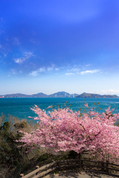 istock Kurushima Strait and Kawazu Sakura (Imabari-shi Oku-Hama Beach Park) 823353006