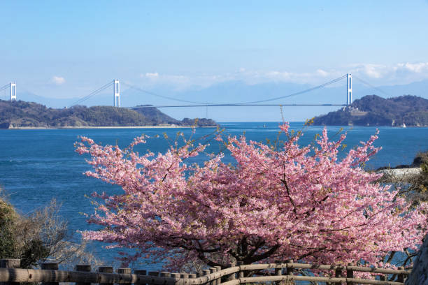 istock Kurushima Strait and Kawazu Sakura (Imabari-shi Oku-Hama Beach Park) 823353066