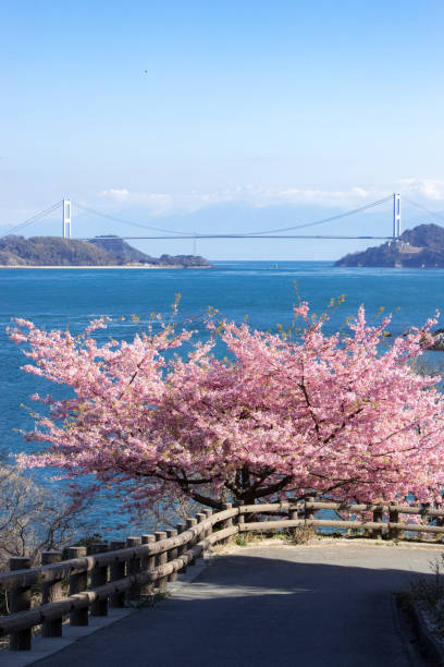 istock Kurushima Strait and Kawazu Sakura (Imabari-shi Oku-Hama Beach Park) 823353122