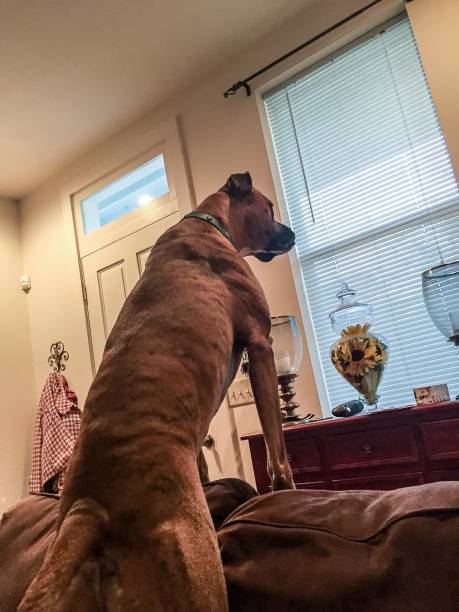 istock dog stands guard and protects the home 823353238