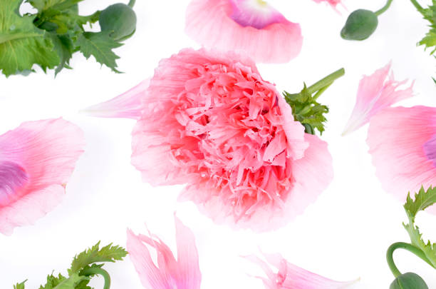 istock Pink peony flower isolated 823353914