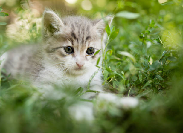 istock Little kitten in green grass in the park 823357758