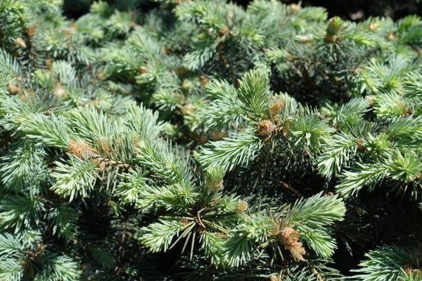 istock New spring needle like leaves of blue spruce 823360206