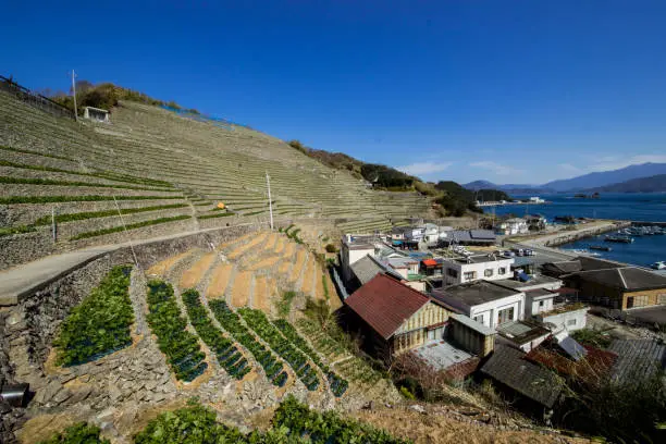 Photo of Steep terraced fields in Uwajima, Japan