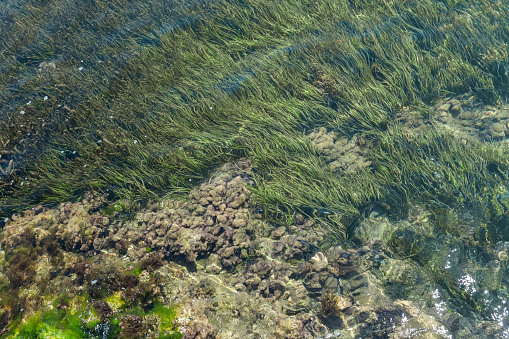 clear water visibility with seaweed at coast of urla cesme near izmir bay Turkey