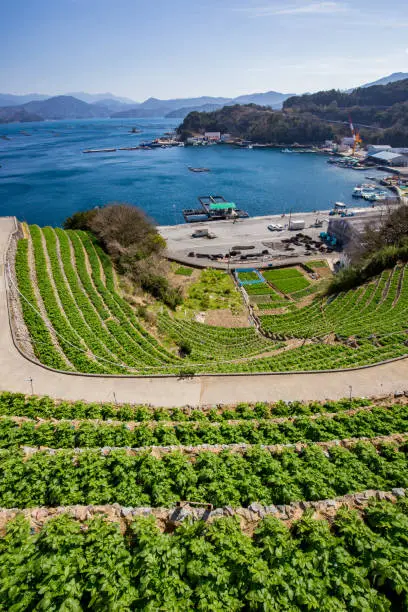 Photo of Steep terraced fields in Uwajima, Japan