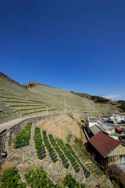 Photo of Steep terraced fields in Uwajima, Japan