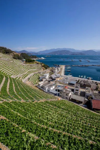 Photo of Steep terraced fields in Uwajima, Japan