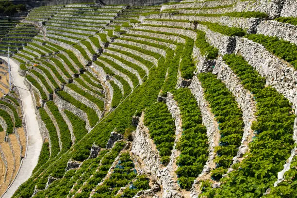 Photo of Steep terraced fields in Uwajima, Japan