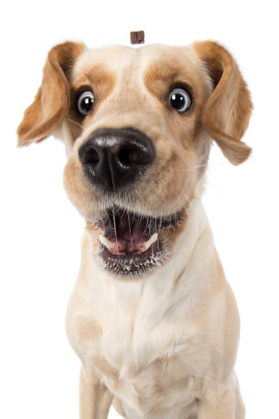 Labrador Retriever Dog Catches Funny Laughing Treats Labrador Retriever Dog Catches Funny Laughing Treat animal nose stock pictures, royalty-free photos & images