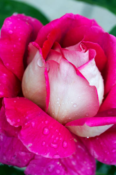 istock Macro shot of a pink white rose 823365810
