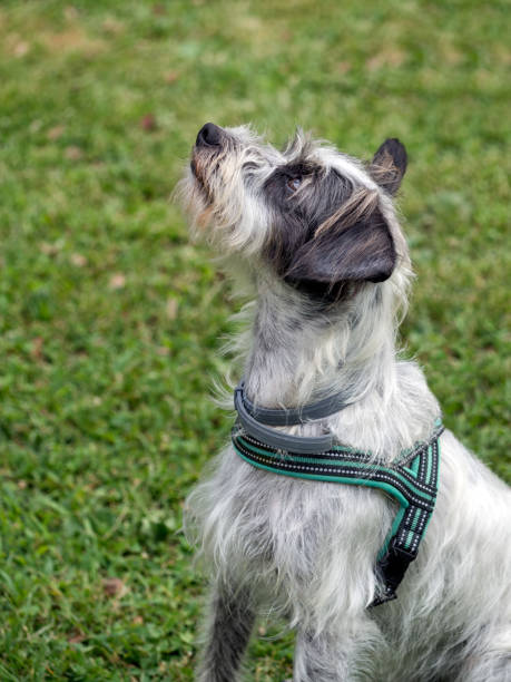 istock Playful black and white dog with grass behind. 823366038