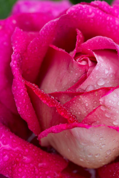 istock Pink rose closeup with water drops 823366072