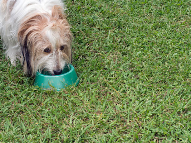 istock Thirsty old dog drinking from water bowl. With grass surround. 823366082