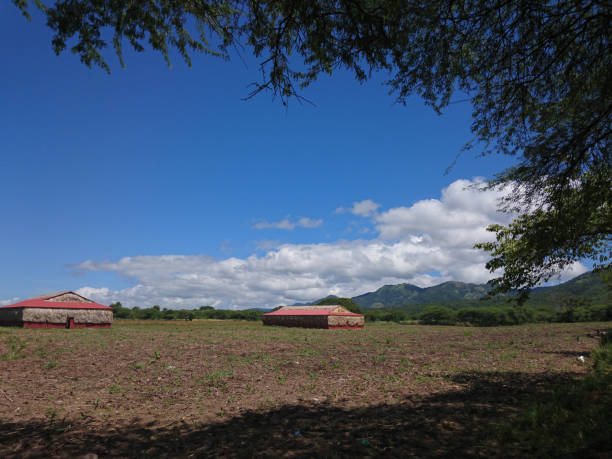 istock Tobacco plantation 823366404