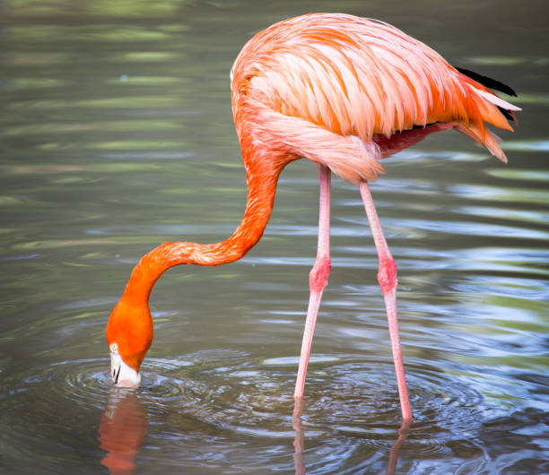 istock Pink flamingo on a pond in nature 823375892