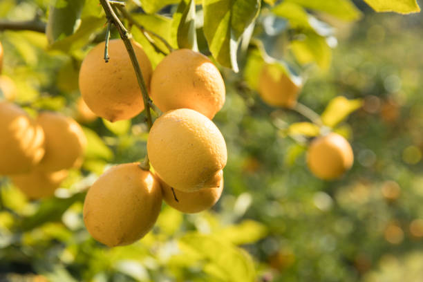 日本でのレモンの栽培 - 広島 ストックフォトと画像