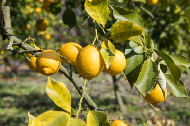 istock Lemon cultivation in Japan 823378806