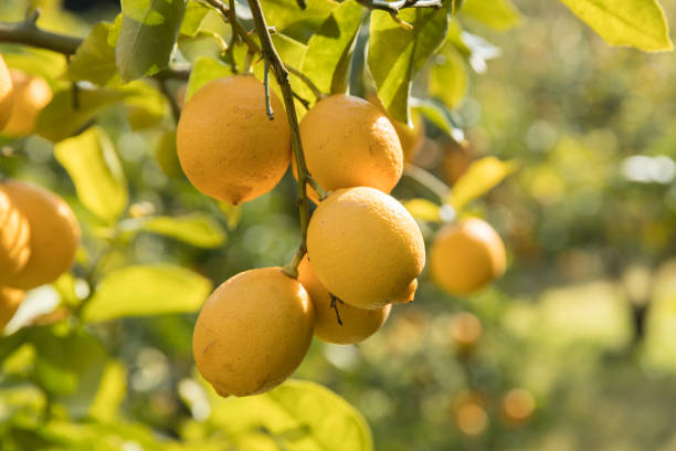 Lemon cultivation in Japan