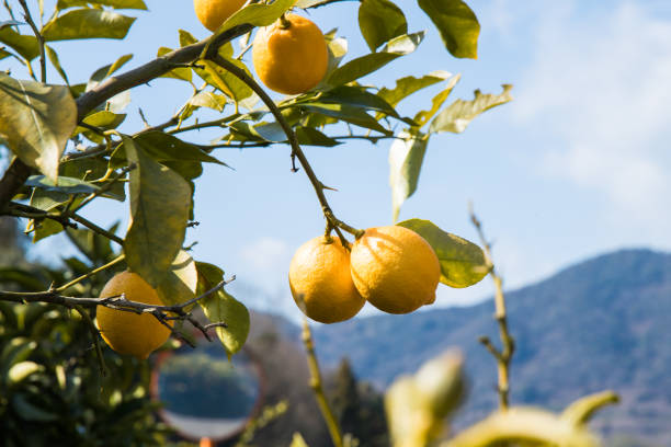 Lemon cultivation in Japan