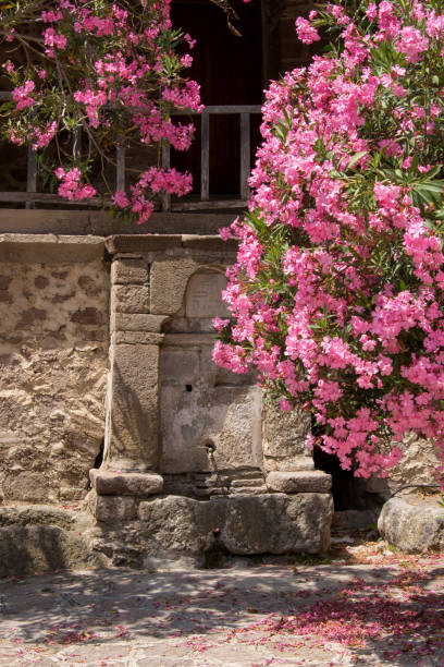 istock Antique fountain and pink oleanders 823379804