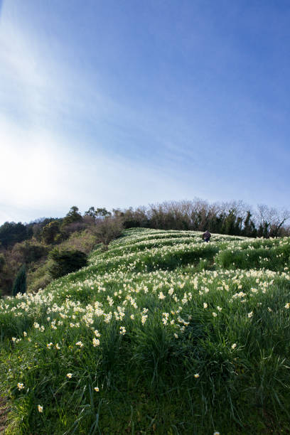 istock Suisen field in Japan (Japan Narcissus flower road) 823383326