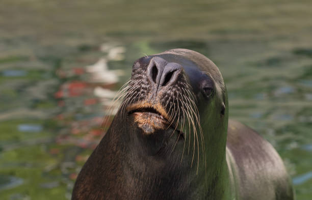 istock South American Sea Lion 823389394