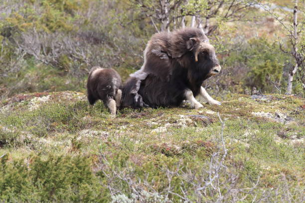 istock Musk oxEn Dovrefjell National Park Norway 823389532